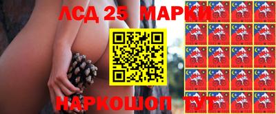 шишки Новодвинск